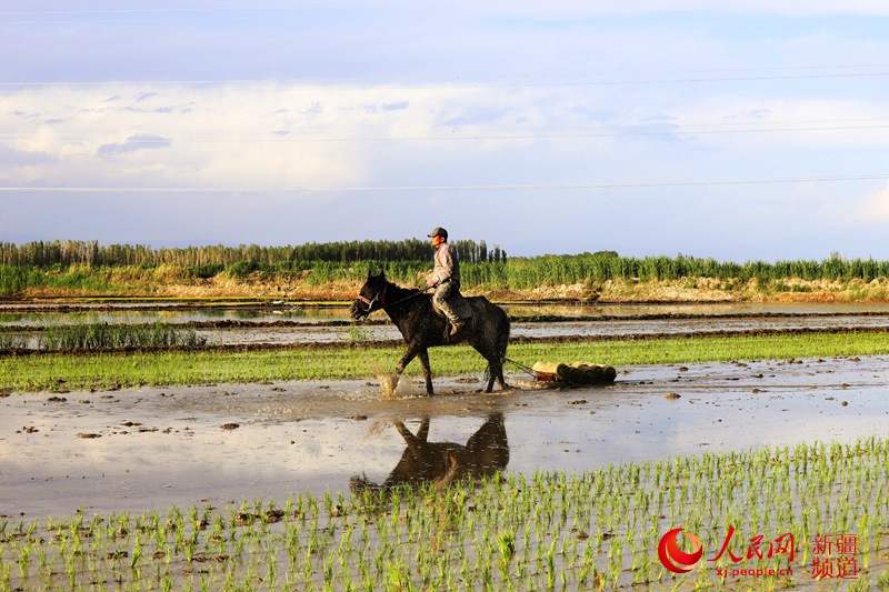 新疆察布查爾縣：水稻插秧正當時（人民網帶你看新疆）【3】