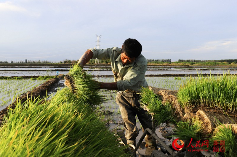 新疆察布查爾縣：水稻插秧正當時（人民網帶你看新疆）【7】