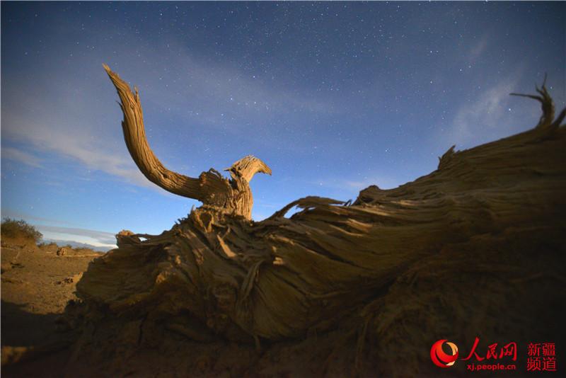 新疆塔里木盆地：星空下的千年胡杨（人民网带你看新疆）【3】