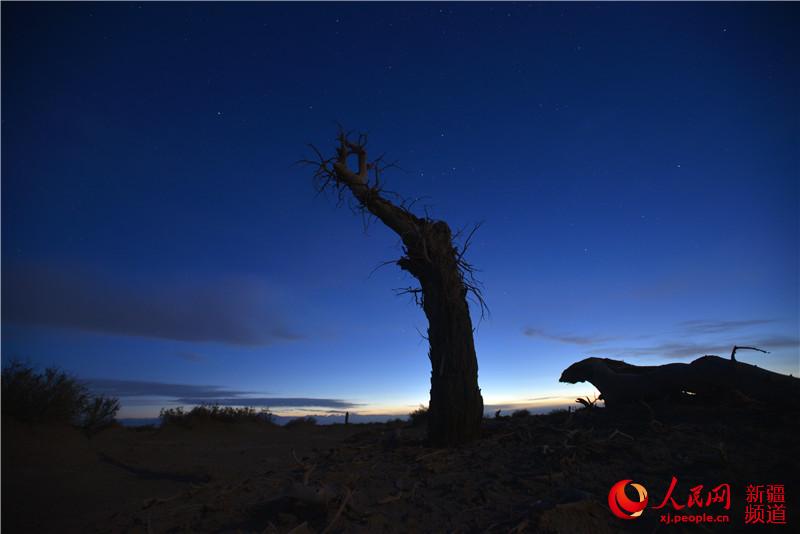 新疆塔里木盆地：星空下的千年胡杨（人民网带你看新疆）【9】