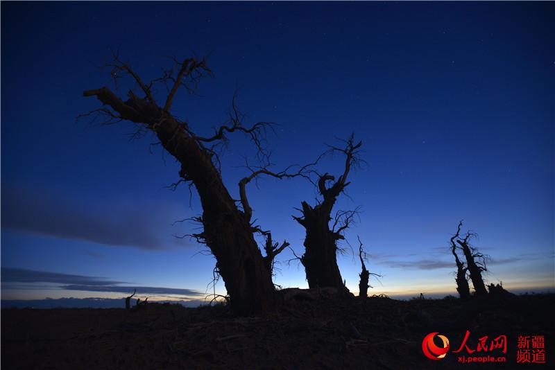 新疆塔里木盆地：星空下的千年胡杨（人民网带你看新疆）【8】