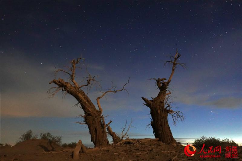 新疆塔里木盆地：星空下的千年胡杨（人民网带你看新疆）【6】