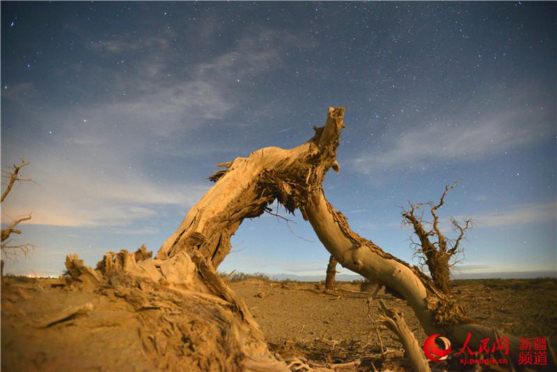 新疆塔里木盆地：星空下的千年胡杨（人民网带你看新疆）【4】