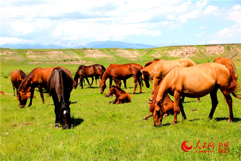 新疆昭蘇：濕地牧場 草豐馬壯（組圖）