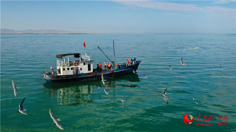 新疆博斯騰湖：人歡魚躍捕魚忙（人民網帶你看新疆）【3】