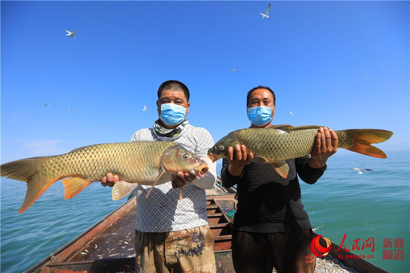 新疆博斯騰湖：人歡魚躍捕魚忙（人民網帶你看新疆）【2】