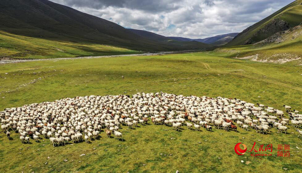 8月9日，在博湖縣北山牧場，羊群在覓食。年磊 攝