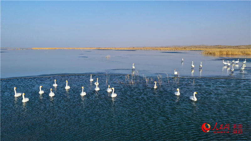 新疆博斯騰湖：蘆葦搖曳天鵝舞（組圖）【2】