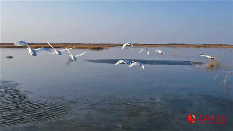 新疆博斯騰湖：蘆葦搖曳天鵝舞（組圖）【9】