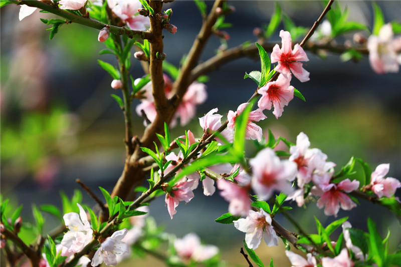 新疆托克遜：桃花盛開惹人愛（圖）【6】