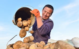 在土豆種植基地農戶正在裝運土豆