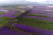 到伊犁河谷，与“紫富美”来一场美丽邂逅如今，薰衣草产业已成为当地农民增收致富的“紫色银行”和县域特色支柱产业。[详细]