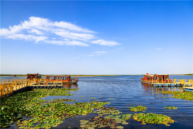 【新疆是個好地方】新疆博斯騰湖：萬畝睡蓮綻放迎客來