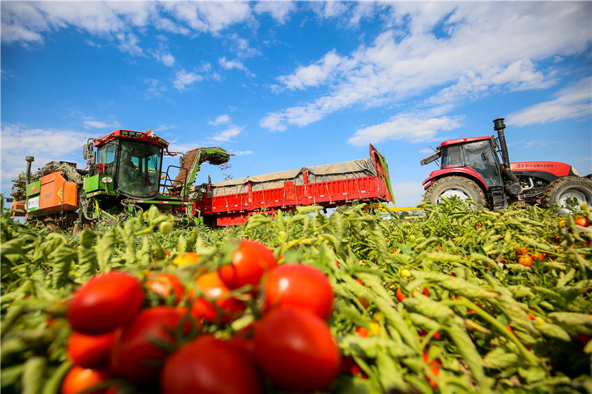 新疆昌吉州：萬畝機採番茄獲豐收【4】