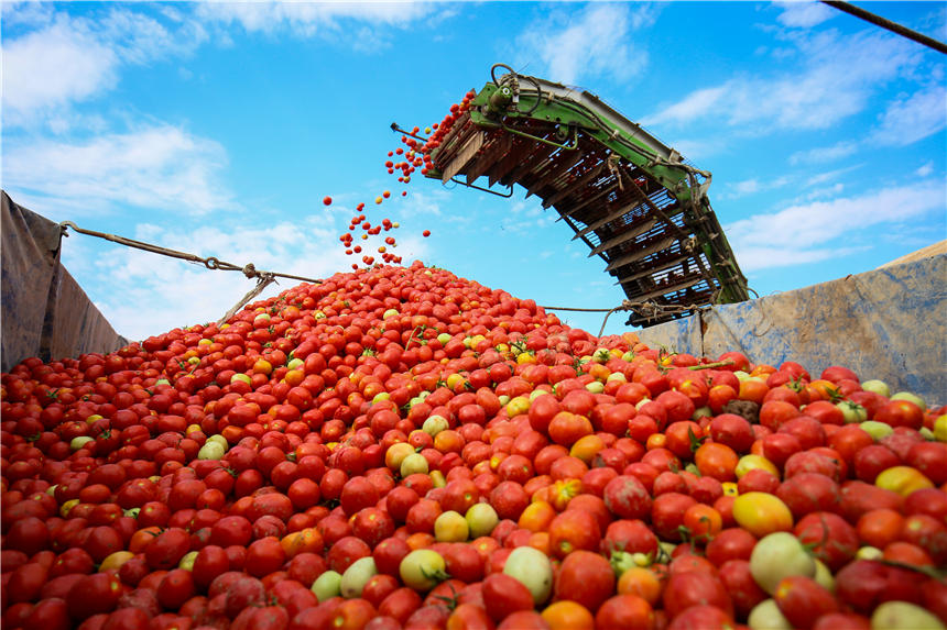 新疆昌吉州：万亩机采番茄获丰收