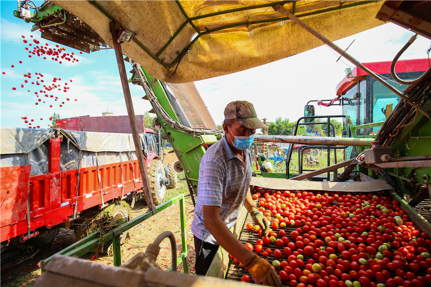新疆昌吉州：萬畝機採番茄獲豐收【2】