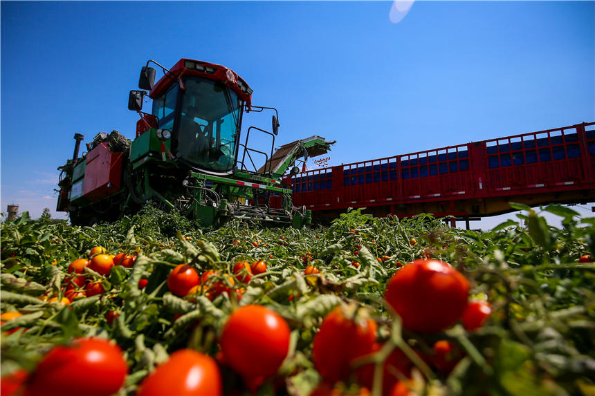 新疆昌吉州：萬畝機採番茄獲豐收【6】