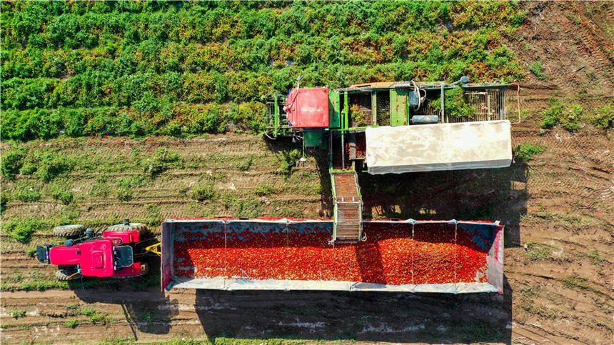 新疆昌吉州：萬畝機採番茄獲豐收【3】