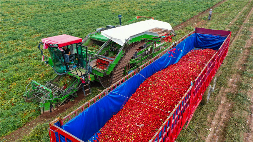 新疆昌吉州：萬畝機採番茄獲豐收【7】