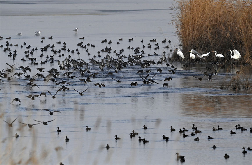 新疆博斯腾湖迎来数万只水鸟栖息越冬。确・胡热 摄