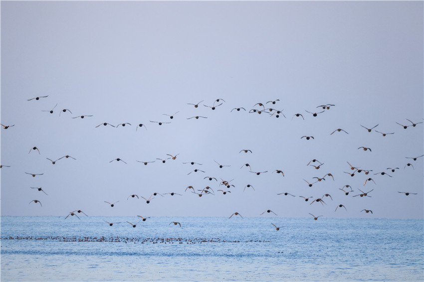 11月20日，博斯騰湖迎來一群水鳥棲息越冬。年磊 攝