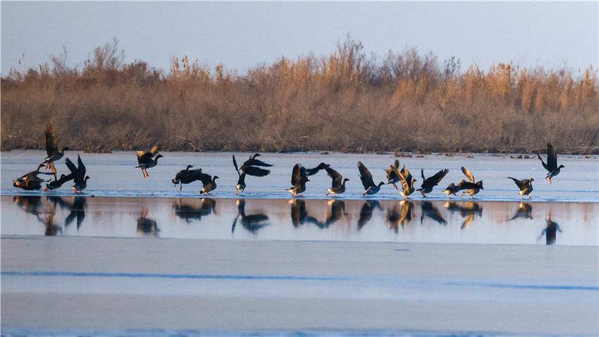 一群野鴨正在湖中嬉戲、覓食。年磊 攝