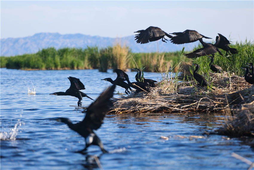 新疆博斯騰湖：蘆葦返青 水鳥蹁躚