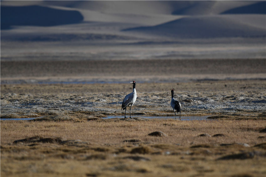 新疆阿爾金山國家級自然保護區：冰雪消融 “精靈”嬉戲【8】