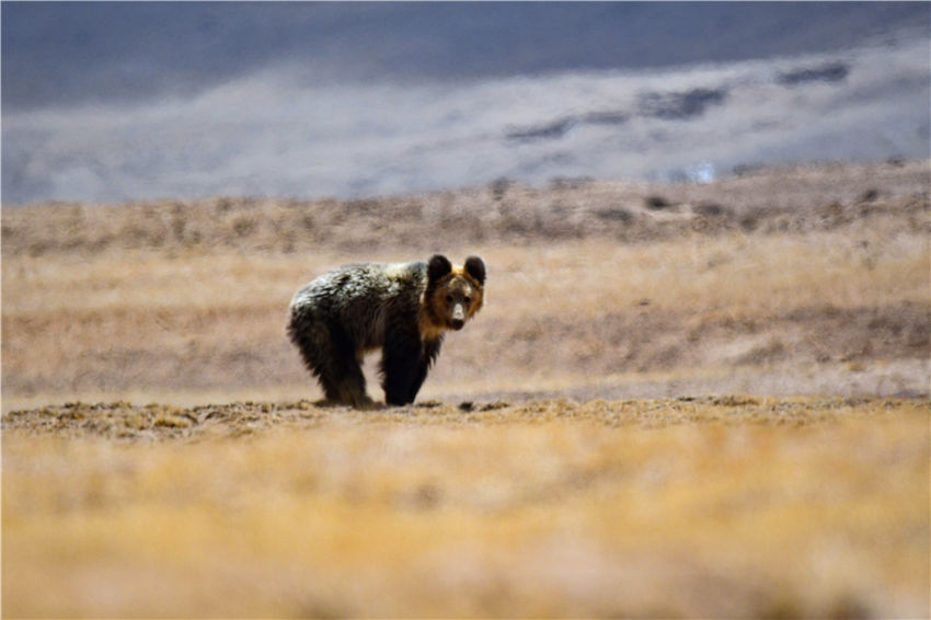 新疆阿爾金山國家級自然保護區：冰雪消融 “精靈”嬉戲【10】