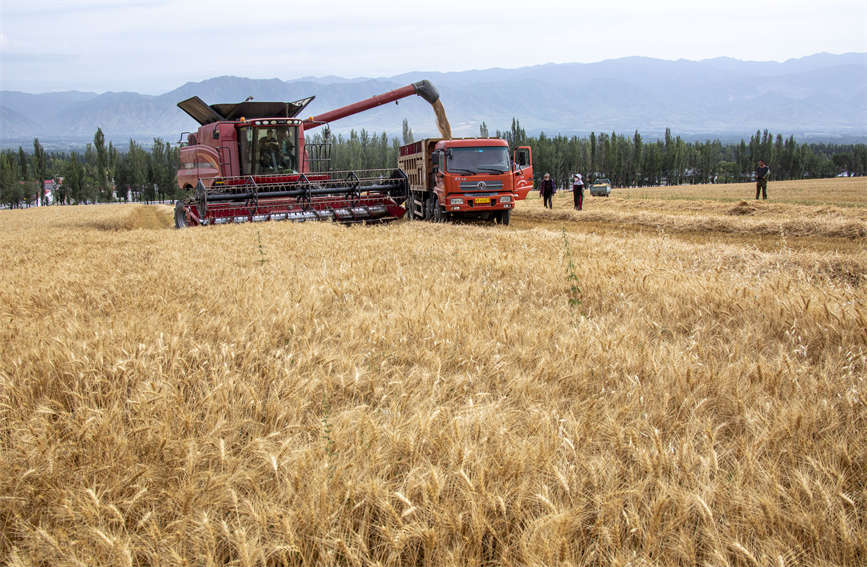 冬小麦成熟，机械化收割颗粒归仓。杨晓千摄