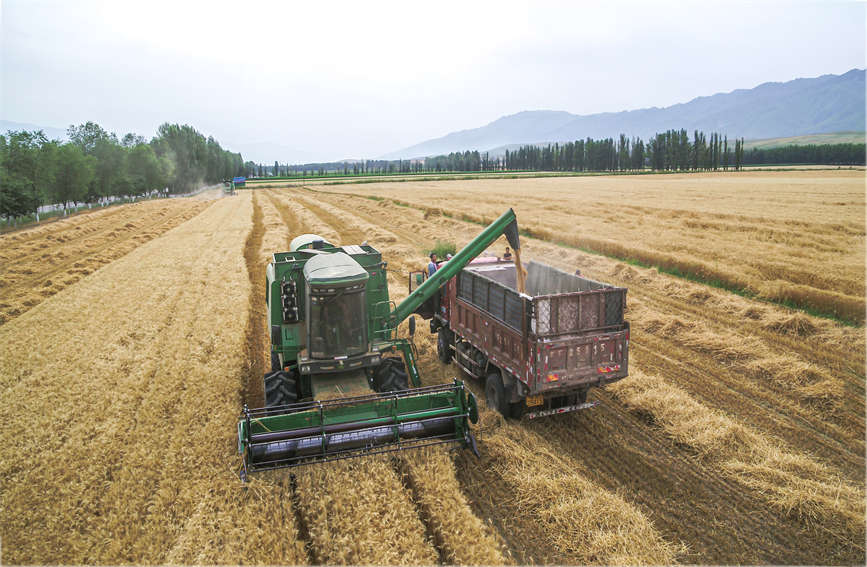 冬小麦成熟，机械化收割颗粒归仓。杨晓千摄