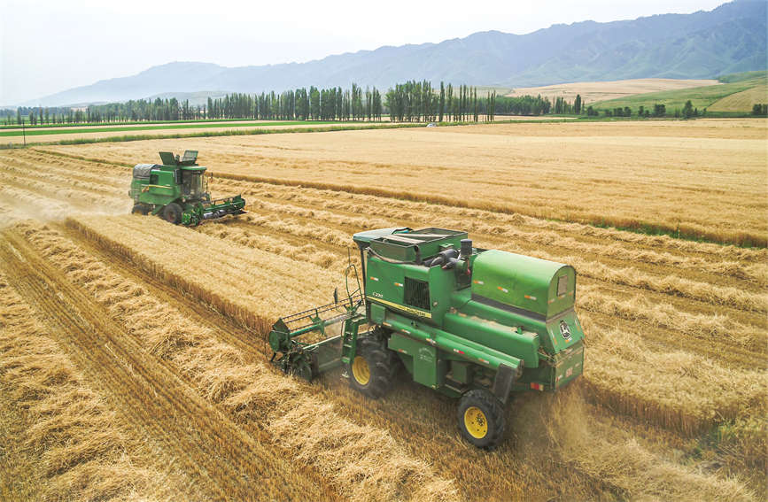 冬小麦成熟，机械化开展作业。杨晓千摄