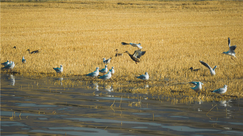 新疆喀拉托海湖：水鳥戲水美如畫
