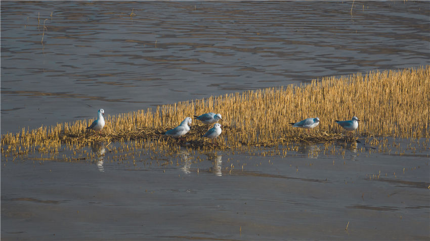 新疆喀拉托海湖：水鸟戏水美如画【6】