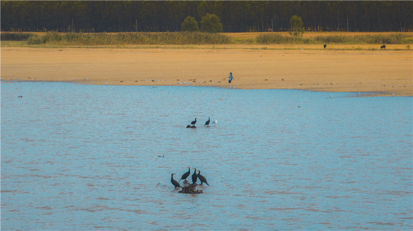 新疆喀拉托海湖：水鸟戏水美如画【3】