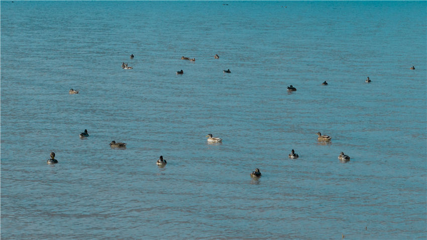 新疆喀拉托海湖：水鸟戏水美如画【5】