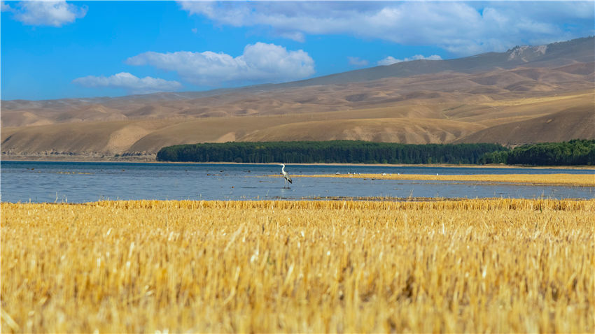 新疆喀拉托海湖：水鸟戏水美如画【2】