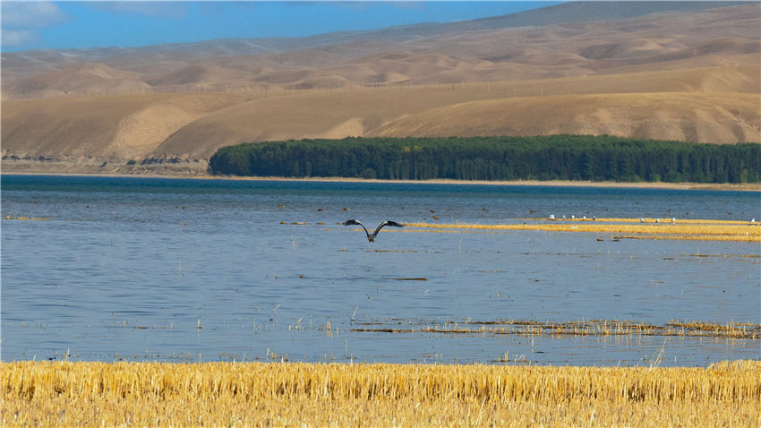 新疆喀拉托海湖：水鸟戏水美如画【7】