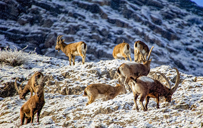 新疆昭苏：北山羊雪地嬉戏觅食