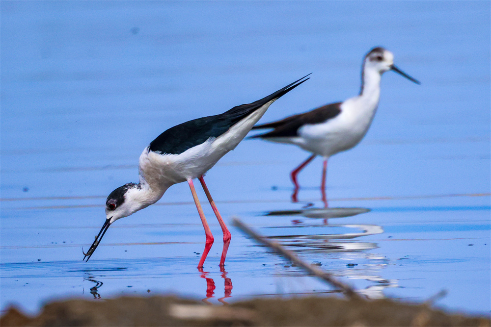 新疆博斯腾湖湿地成鸟类乐园。年磊摄