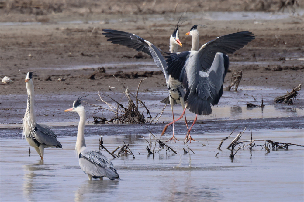 新疆博斯腾湖湿地成鸟类乐园。年磊摄