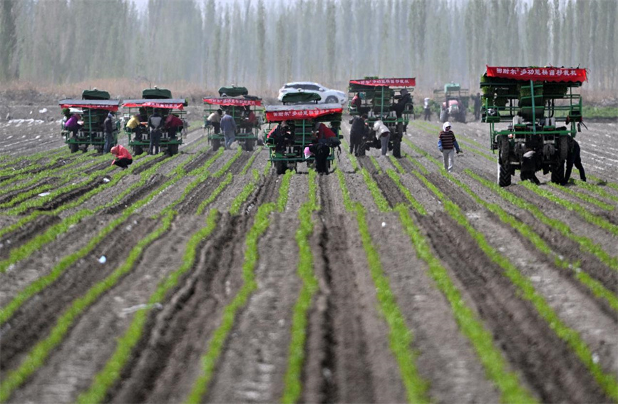 新疆巴州：辣椒苗移栽實現機械化