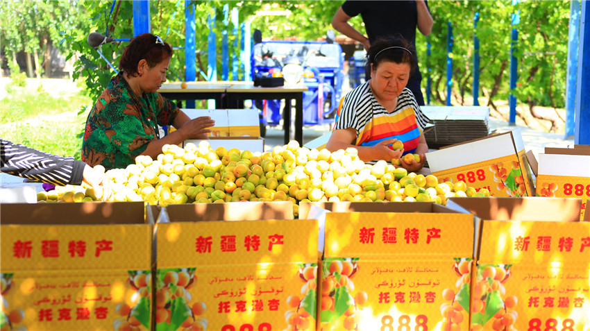 新疆托克遜：萬畝杏園採摘收購忙（圖）