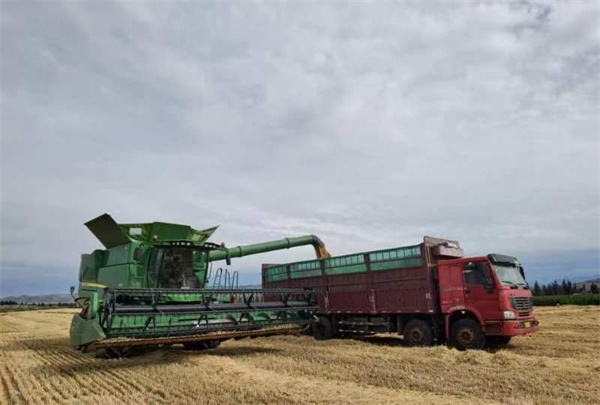 894.3公斤！兵团第八师一麦地刷新新疆冬小麦亩产纪录