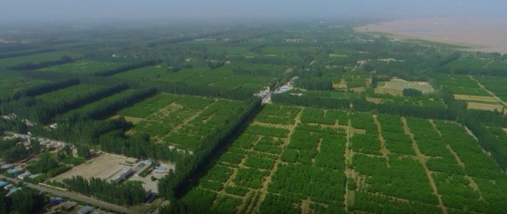 新疆烏什縣：32.3萬畝核桃處於果實膨大期