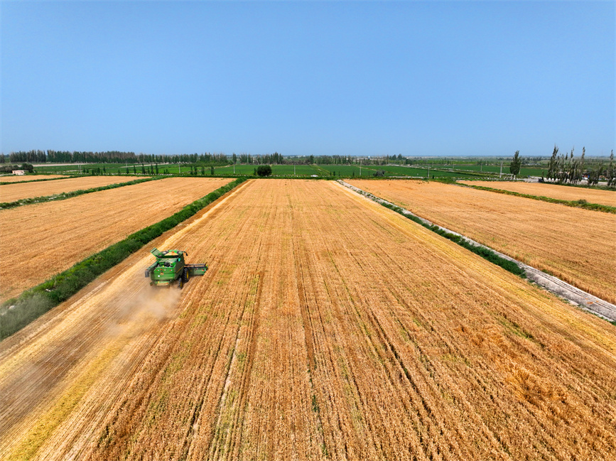 新疆巴州60余万亩小麦开镰收割【5】