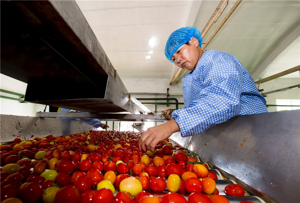 圖為昌吉州加工番茄豐收，工人在分揀番茄。 何龍攝