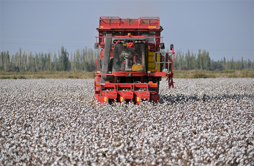 新疆巴州300余万亩棉花进入采收期