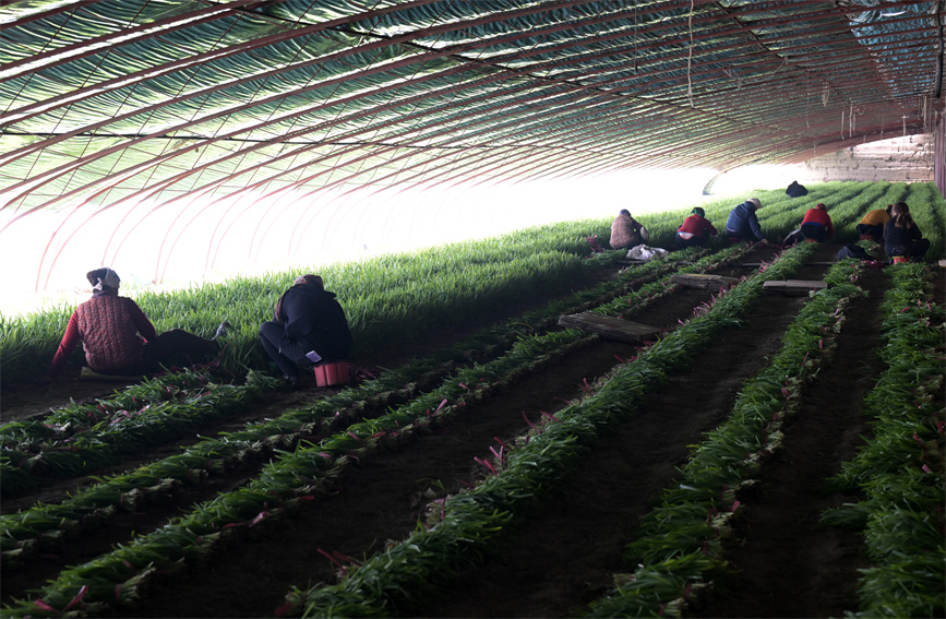 焉耆县七个星镇哈尔莫敦村农民在采收韭菜。