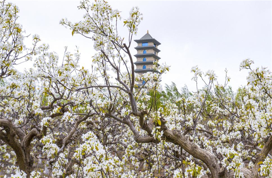 庫爾勒永安塔旁梨花盛開。黃萬裡攝